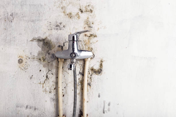 Professional Mold Removal in Midland, WA