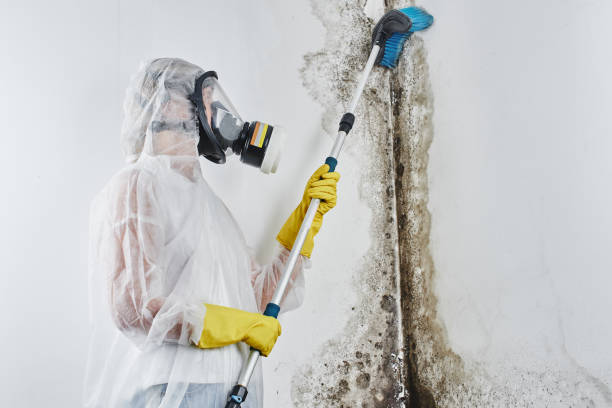 Best Toxic Mold Removal  in Midland, WA