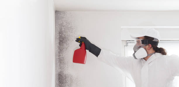Best Mold Removal Company Near Me  in Midland, WA