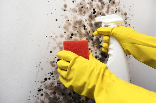 Best Mold Testing  in Midland, WA