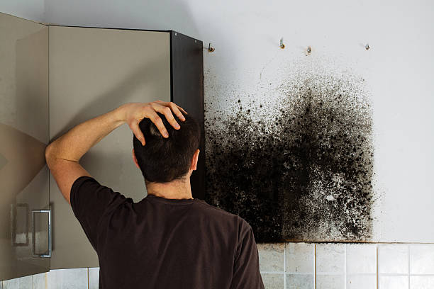 Best Emergency Mold Removal  in Midland, WA