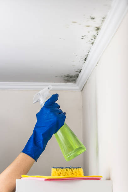 Best Same-Day Mold Removal  in Midland, WA